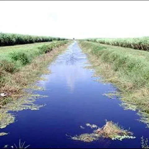 thumbnail for publication: Best Management Practices in the Everglades Agricultural Area: Controlling Particulate Phosphorus and Canal Sediments